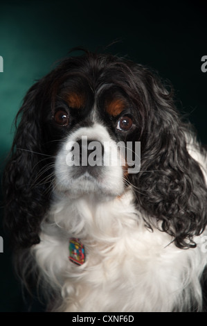Cavalier King Charles Spaniel, Tri-Color, Kopf und Schultern Porträt, Innenaufnahme, flash Stockfoto