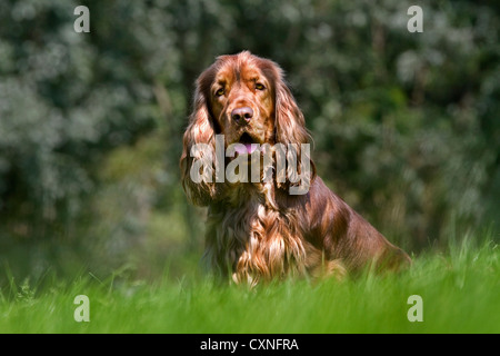 English Cocker Spaniel-Porträt im Garten Stockfoto