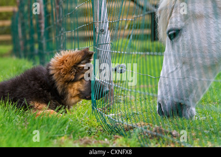Neugierig Schäferhund Hund (Canis Lupus Familiaris) Welpen betrachten Pferd durch Gartenzaun Stockfoto
