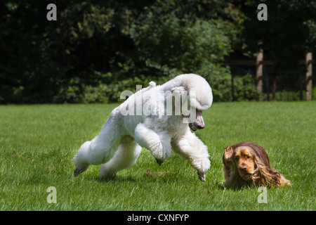 Weißer Pudel (Canis Lupus Familiaris) spielen mit englischer Cocker Spaniel in Garten Stockfoto