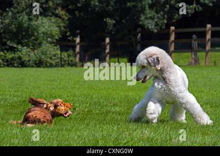Weißer Pudel (Canis Lupus Familiaris) spielen mit englischer Cocker Spaniel in Garten Stockfoto