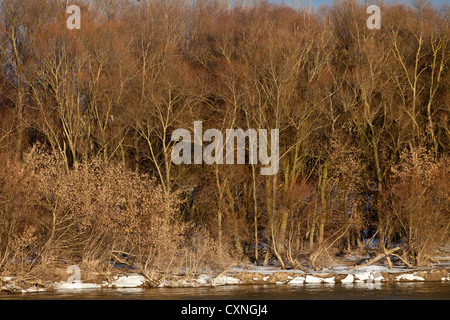 Winter im Kampinos in der Nähe von Warschau, Bank des Vistula Flusses Masowien, Polen, Europa, Stockfoto