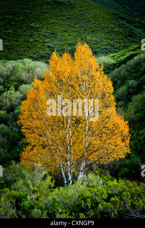 Moor-birke (Betula pubescens). Stockfoto