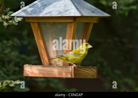 Europäischen Grünfink (Zuchtjahr Chloris) Fütterung von Futterhäuschen für Vögel im Garten, Belgien Stockfoto