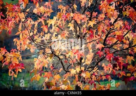 Liquidambar (Liquidambar Styraciflua). Blätter im Herbst. Stockfoto