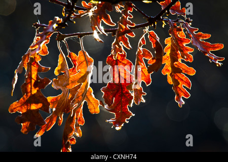 Eiche Blätter im Herbst. Gorbeia Naturpark. Alava, Baskisches Land, Spanien. Stockfoto