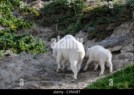 Eine Bergziege Mutter mit ihrem Baby einen steilen Klettersteig entlang einer Bergseite Stockfoto