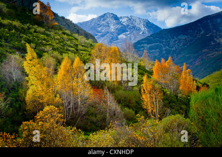 Moor-birke (Betula pubescens). Stockfoto