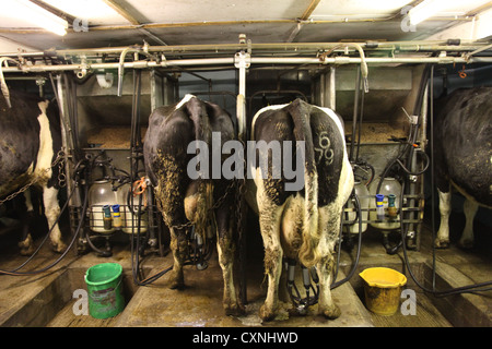 Kühe gemolken auf einem kleinen Bauernhof in Cheshire. Stockfoto