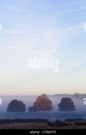 Bäume in einem frühen Morgen Nebel, Surrey, UK, Herbst. Stockfoto