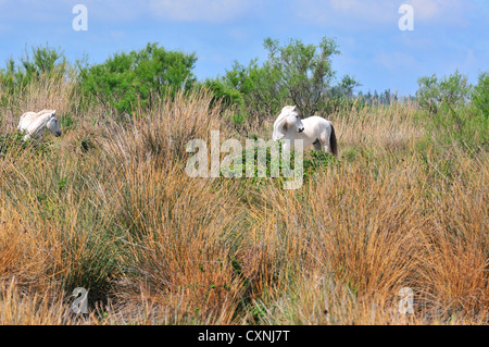 Zwei weiße Wildpferde der Camargue, die in Marschland bei Saintes-Maries-de-la-Mer, Camargue, Südfrankreich stehen Stockfoto