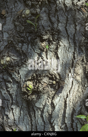 Westliche Balsam-Pappel Populus Trichocarpa (Salicaceae) Stockfoto