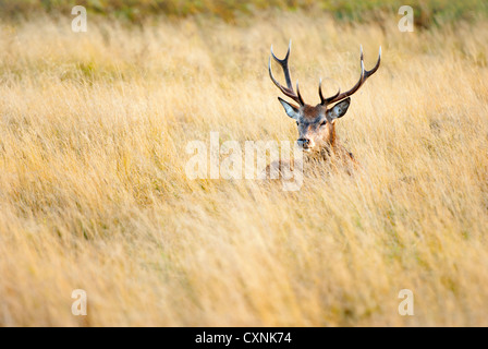 Rotwild-Hirsch im Richmond Park Stockfoto