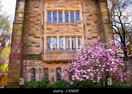 Yale University viktorianischen Gebäude Windows Magnolia, Frühling, New Haven Connecticut Stockfoto