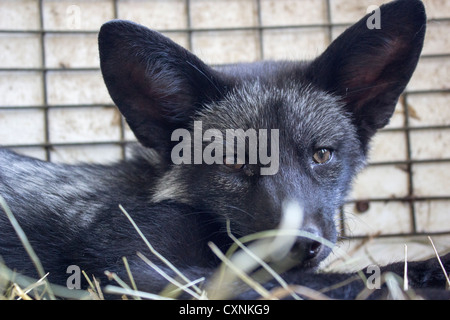 Schwarzes Baby Fuchs in einem Tierheim Käfig aus betreut wird. Direkt in die Kamera schaut. Stockfoto