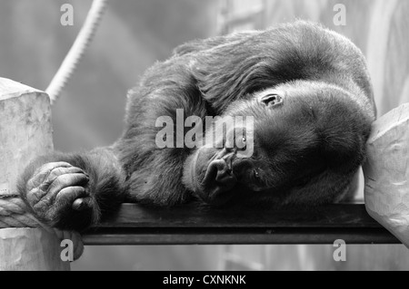 Schwarz / weiß gedreht von ruhenden Gorilla im ZOO. Stockfoto