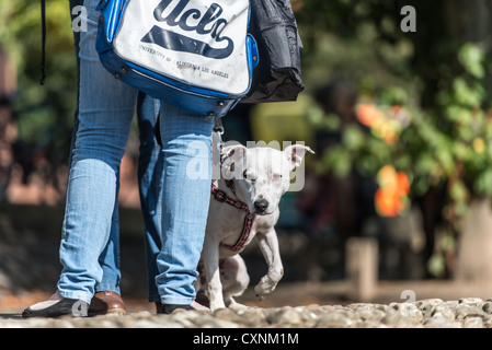 Ein Mischling Hund in einem rot gemusterten Kabelbaum, mit seiner linken Vorderpfote angehoben, hockend wachsamen Warnung zu Füßen seines Besitzers. Stockfoto