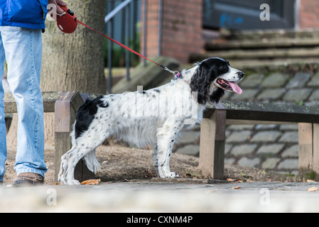 Ein Springer Spaniel an der Leine rote Leine mit seiner Zunge, räkelt sich wachsam Warnung steht neben seinem Besitzer Herrn Stockfoto