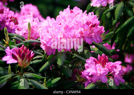 Hellere rosa Rhododendron hautnah. Stockfoto