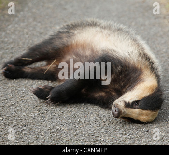 Einen Toten Dachs auf einem ländlichen Lane in Großbritannien. Stockfoto