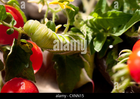 Tomaten-Horn-Wurm (Manduca Sexta) auf eine Tomatenpflanze Stockfoto