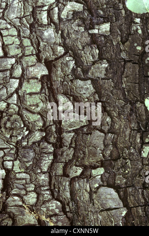 Plymouth Birne Pyrus Cordata (Rosengewächse) Stockfoto