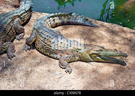 Salzwasserkrokodile (Crocodylus Porosus) aus dem Wasser, Daintree National Park, Australien Stockfoto