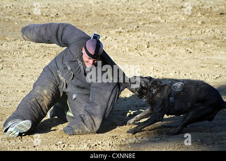 Polizei Hund Holländischen Schäferhund anzugreifen Handler während einer Übung in Orange County Kalifornien, USA Stockfoto