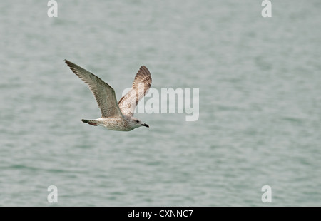 JUVENILE SILBERMÖWE Larus Argentatus IN FLIGHT. UK Stockfoto