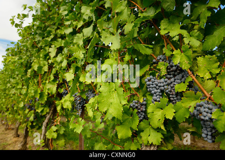 Reif blaue Merlot auf Reihen von Reben in einem vienyard vor dem Fall harvest Niagara Ontario Kanada Stockfoto