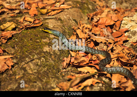 Bunte green tree snake, dendrelaphis punctulatus slithering über rainforest Stock Stockfoto