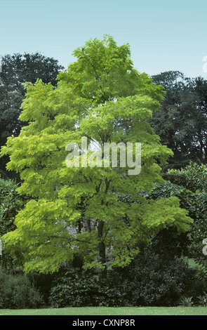 Falsche Acacia Robinia Pseudoacacia (Fabaceae) Stockfoto