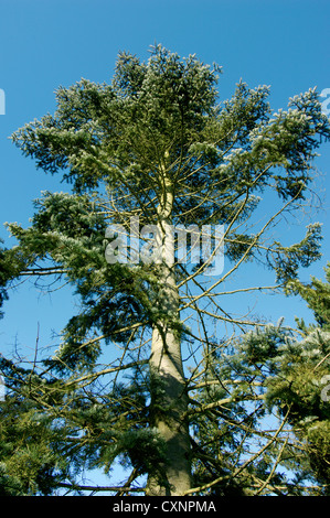 Colorado weiss Tanne Abies Concolor (Tannenbäumen) Stockfoto