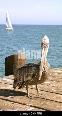 Braune Pelikan flirt am Stearns Wharf in Santa Barbara, Kalifornien, USA Stockfoto