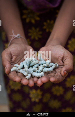 Indische Mädchen Holding Seidenraupen. Andhra Pradesh, Indien Stockfoto