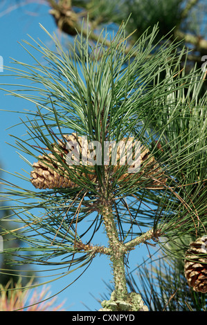 Ponderosa Pine (Western Yellow Pine) Pinus Ponderosa (Tannenbäumen) Stockfoto