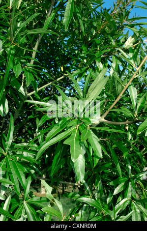 Wasser-Eiche Quercus Nigra (Fagaceae) Stockfoto