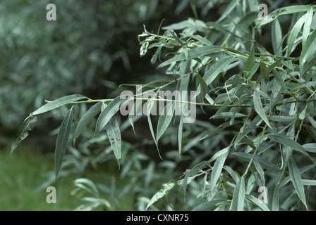 Weiße Weide Salix Alba Salicaceae Stockfoto