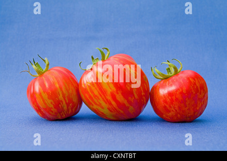 Still Life Studio gedreht: Nahaufnahme von drei rote und gelbe Reife Striped Stuffer Tomaten vor einem blauen Hintergrund angeordnet Stockfoto