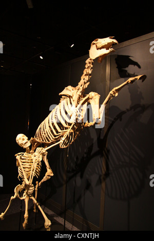 Mensch und Pferd Skelett in Aktion im Naturhistorischen Museum in Balboa Park, Sand Diego, Kalifornien Stockfoto