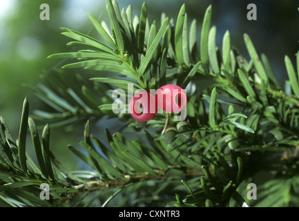 Gemeinsamen Eibe Taxus baccata Stockfoto