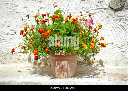 Garten Blumentopf mit wachsender Tagetes (französische Ringelblumen) steht im Freien in der Nähe von Hauswand im village Stockfoto