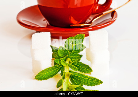 Stevia Rebaudiana pflanzliche Unterstützung für Zucker mit Null Kalorien Stockfoto