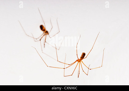 Harvestman auf einer weißen Wand Stockfoto