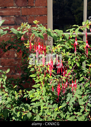 Fuschia Büsche wachsen gegen eine georgische Backsteinbau mit Fenster hinter Stockfoto