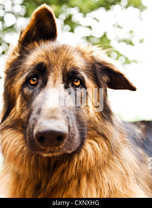 Foto von schönen traurigen Hund, Closeup Portrait, braune Schäferhund Blick in die Kamera, Haustier, spielen im freien Stockfoto