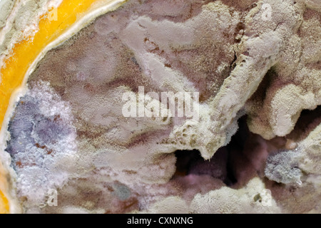 Einige Penicillium und Aspergillus Schimmel auf Zitrone Obst. Stockfoto