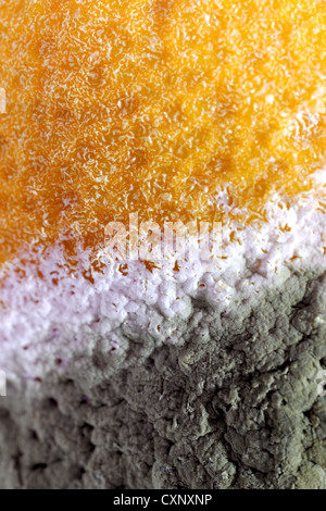 Einige Penicillium und Aspergillus Schimmel auf Zitrone Obst. Stockfoto