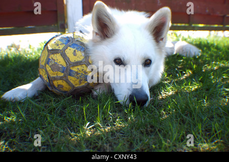 Hund mit einem ball Stockfoto