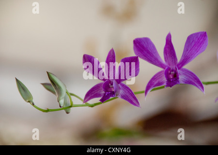 zwei Orchideen Nahaufnahme Stockfoto